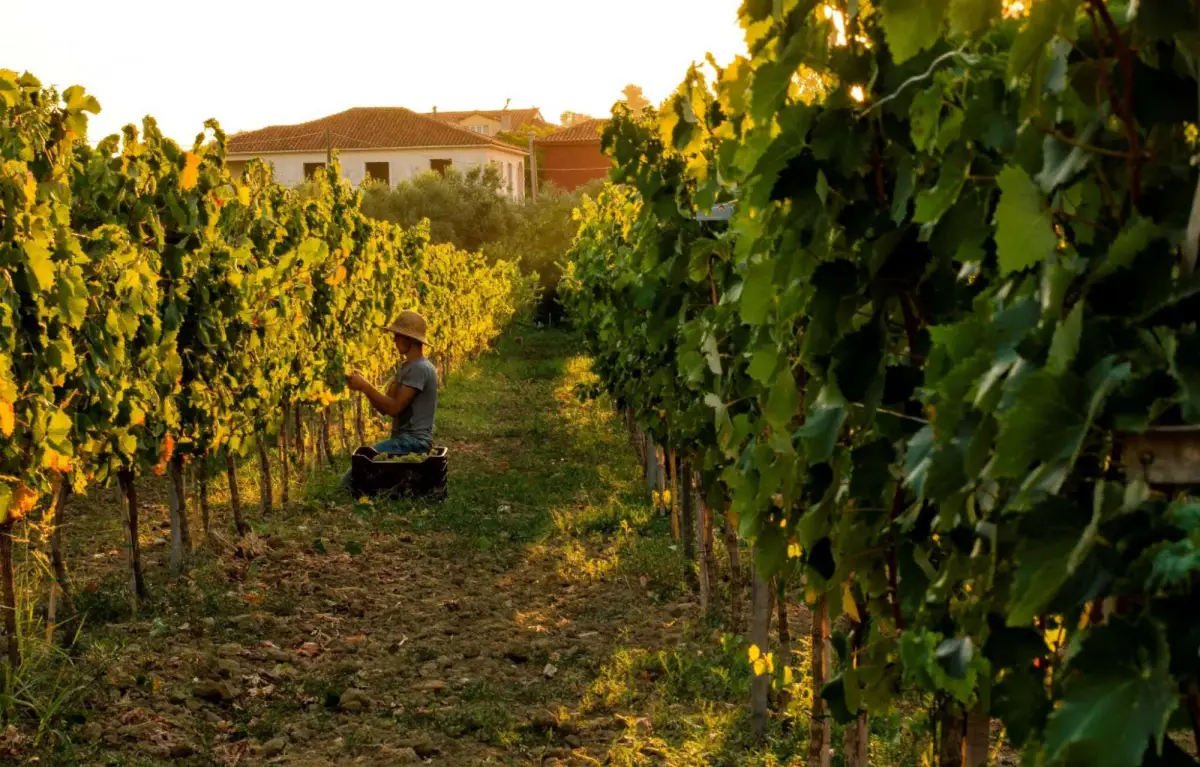 Private excursion to Wineries & Olive Mills (Duration 4 Hours)