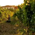 Private excursion to Wineries & Olive Mills (Duration 4 Hours)