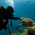 Experianced Scuba Diving 