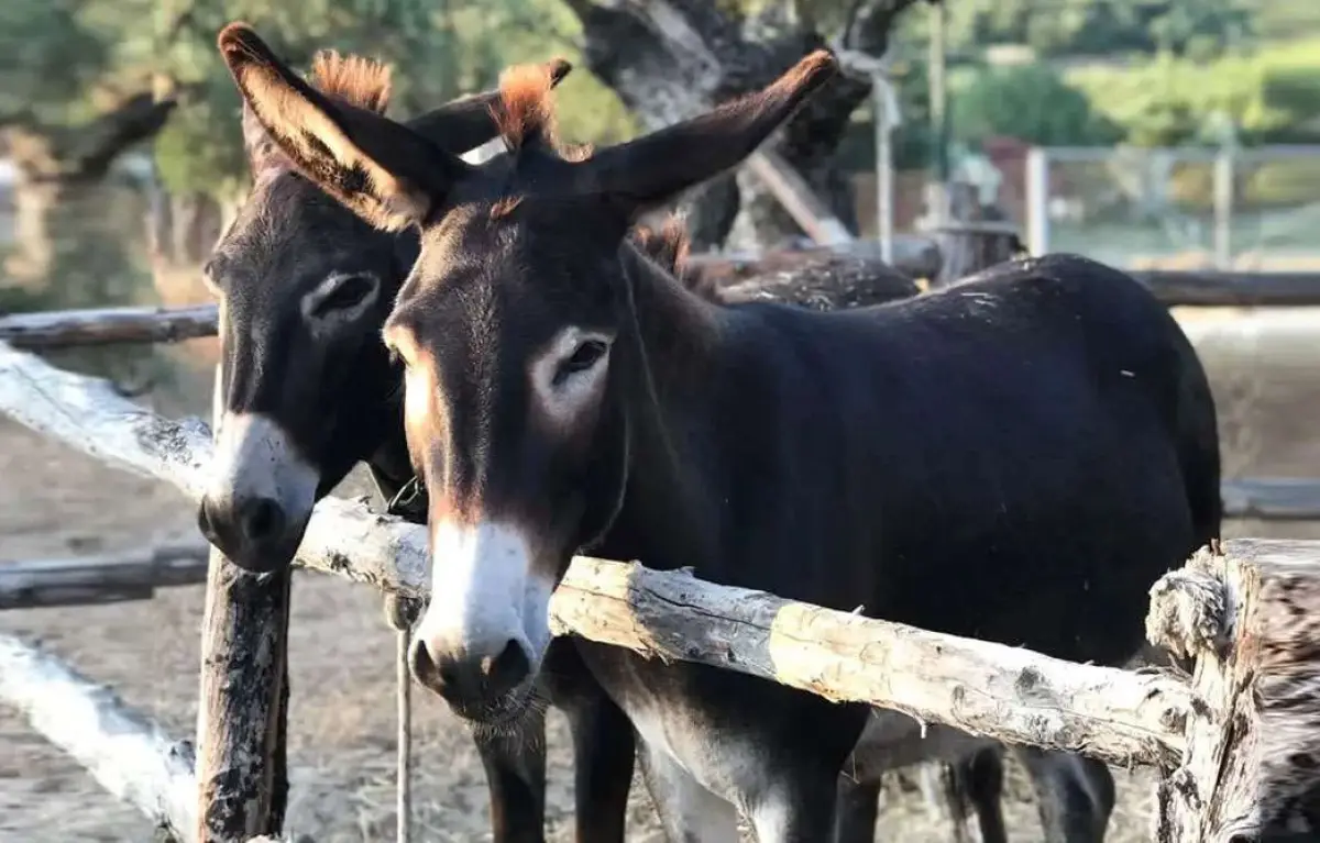 Horse Riding to the Mountain (duration 90 minutes)