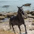 Horse Riding & Swimming – Three-Hour Ride