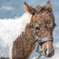 Horse Riding In Nature – One Hour Duration