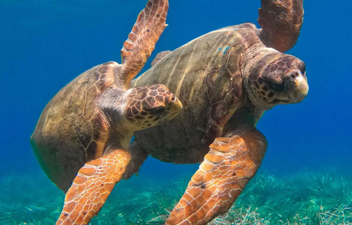 Marathonisi (Turtle Island) Sup & Snorkeling Sunrise Experience