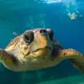 Marathonisi (Turtle Island) Sup & Snorkeling Sunrise Experience