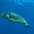 Marathonisi (Turtle Island) Sup Noon Experience