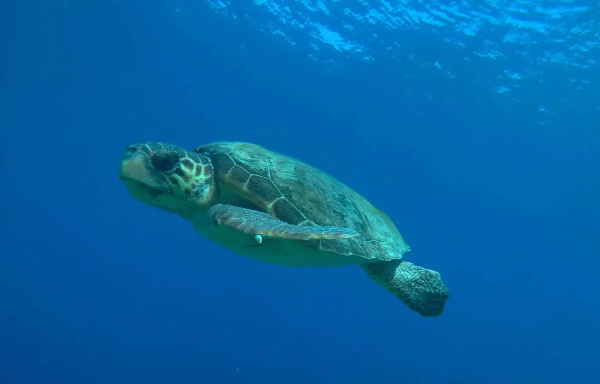 Marathonisi (Turtle Island) Sup Noon Experience