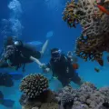 Experianced Scuba Diving 