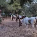 Horse Riding & Swimming – Three-Hour Ride