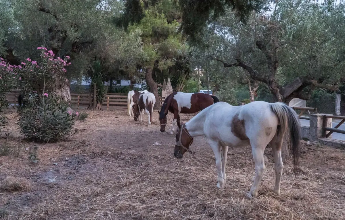 Horse Riding & Swimming – Three-Hour Ride