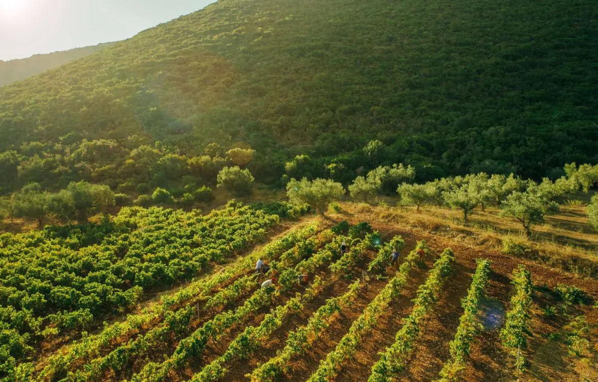 Private excursion to Wineries & Olive Mills (Duration 4 Hours)