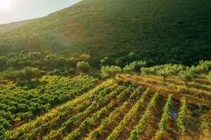 Private excursion to Wineries & Olive Mills (Duration 4 Hours)