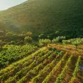 Private excursion to Wineries & Olive Mills (Duration 4 Hours)