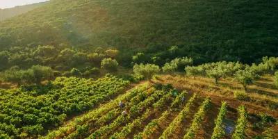 Private excursion to Wineries & Olive Mills (Duration 4 Hours)