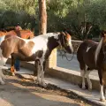 Horse Riding & Swimming – Three-Hour Ride