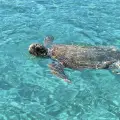 8 Hours Zakynthos Full Island Tour 