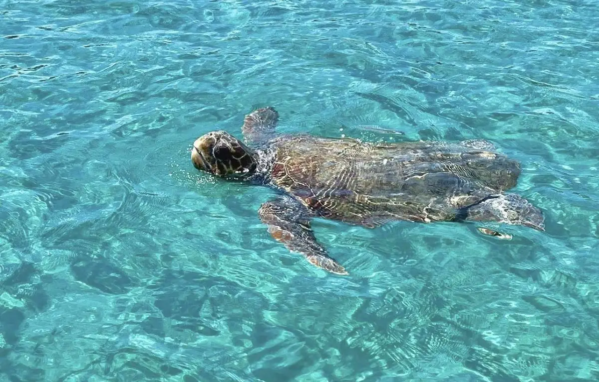 8 Hours Zakynthos Full Island Tour 