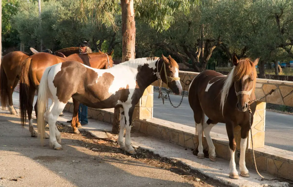 Horse Riding In Nature – One Hour Duration