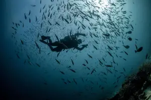 EuroDivers - PADI Divemaster Certificate