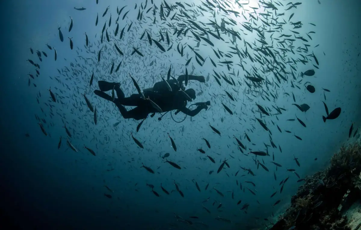 PADI Divemaster Certificate
