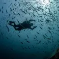 PADI Divemaster Certificate