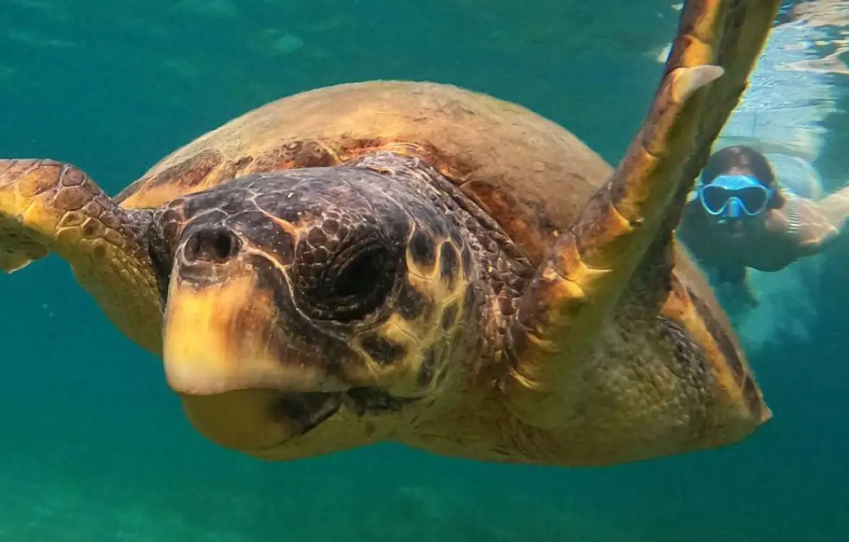 Marathonisi (Turtle Island) Sup Noon Experience