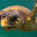 Marathonisi (Turtle Island) Sup Noon Experience