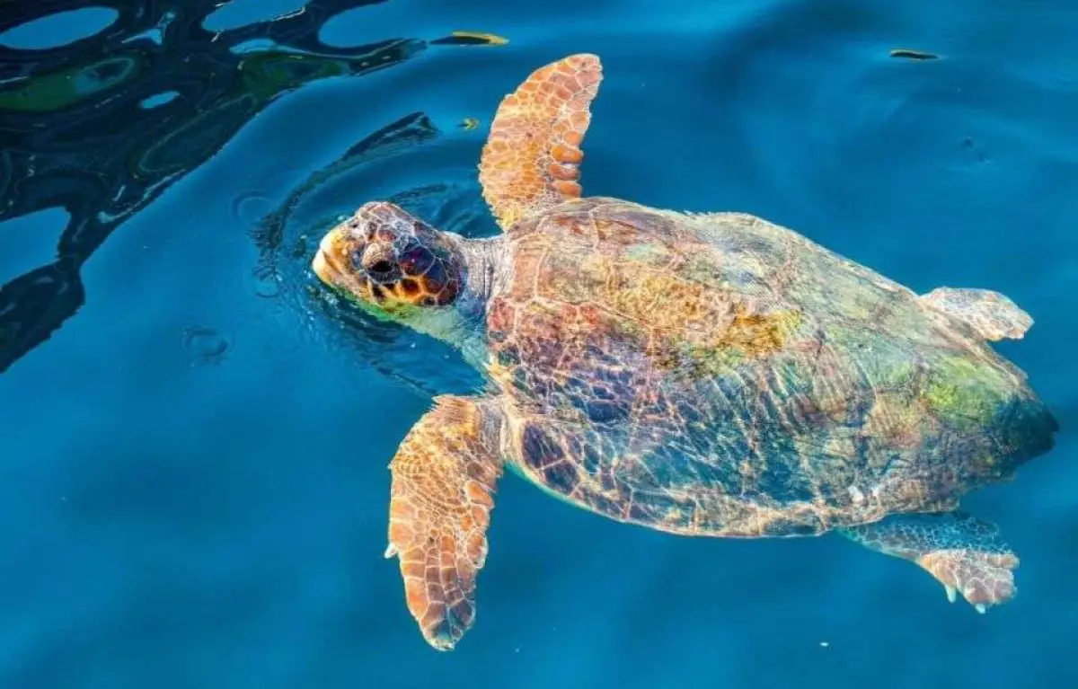 5-6 Hours South Zakynthos Cruise : Myzithres, Keri Caves, Marathonisi (Turtle Island), Turtle spotting