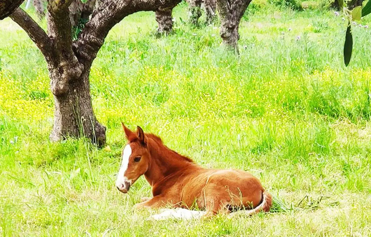 Horse Riding to the Mountain (duration 90 minutes)