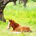 Horse Riding to the Mountain (duration 90 minutes)