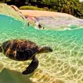 Private excursion to Turtle Island (Duration 4 Hours)