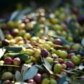 Private excursion to Wineries & Olive Mills (Duration 4 Hours)