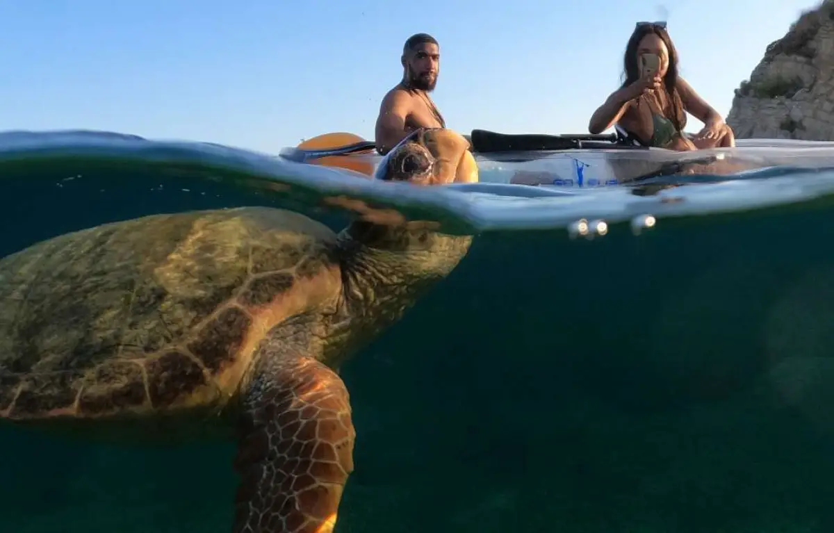 Marathonisi (Turtle Island) Sup & Snorkeling Sunset Experience