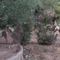 Horse Riding In Nature – One Hour Duration