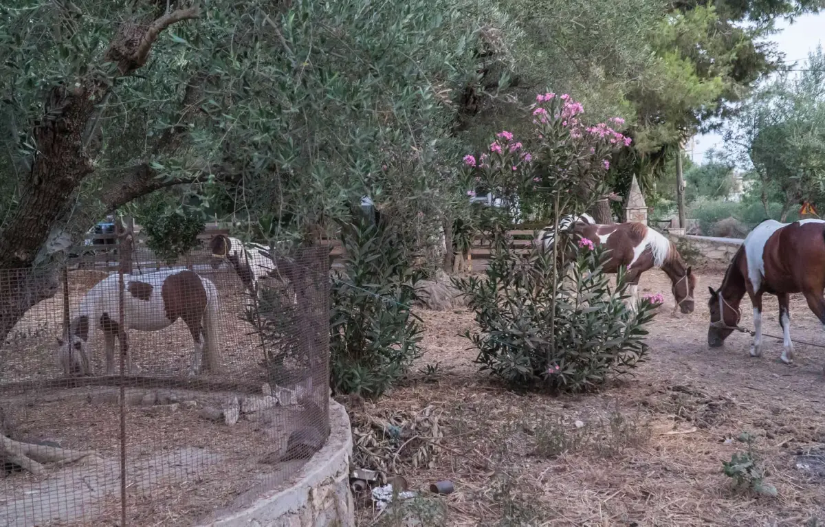 Horse Riding In Nature – One Hour Duration