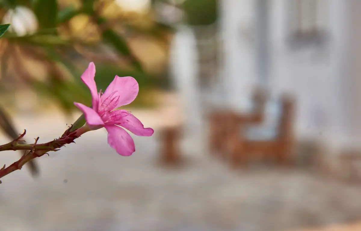 Villa Rania / Zante Drosia