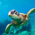 3 Hours Cruise to Marathonisi - Caretta Caretta from the Port of Zakynthos