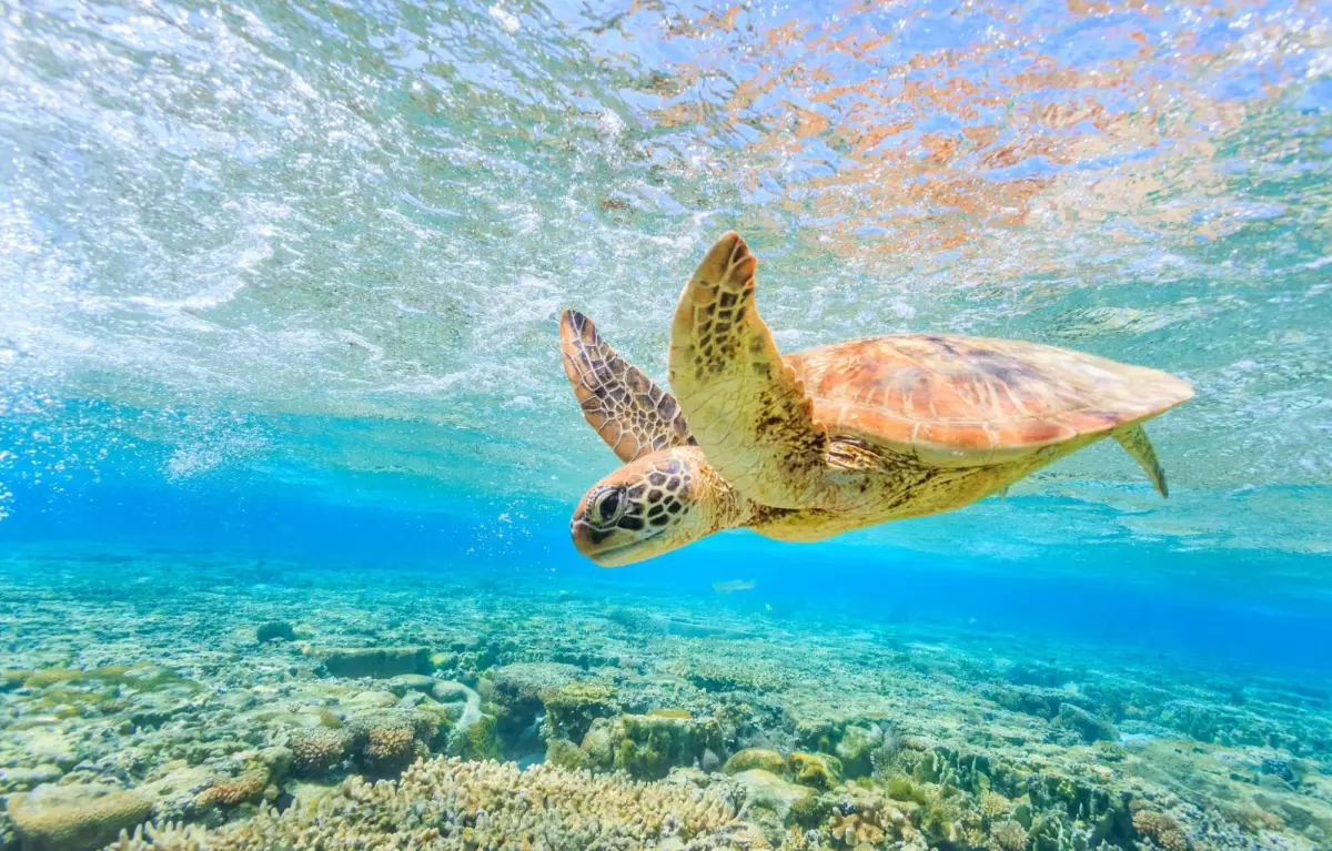 Explore South Zakynthos / Marathonisi – Turtles - Keri Caves