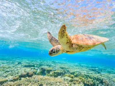 Explore South Zakynthos / Marathonisi – Turtles - Keri Caves