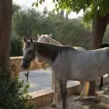 Horse Riding In Nature – One Hour Duration