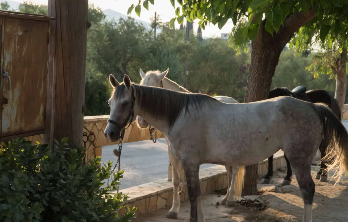 Horse Riding In Nature – One Hour Duration