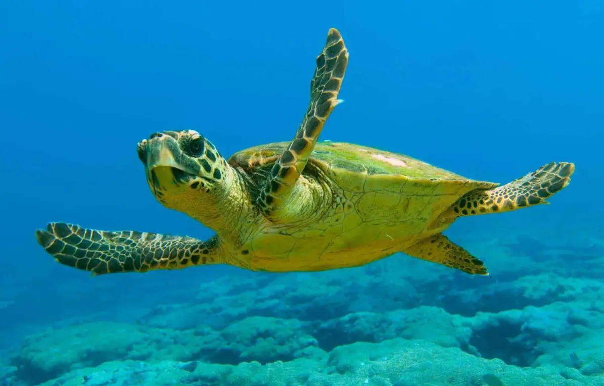 Private excursion to Turtle Island (Duration 4 Hours)