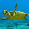 Private excursion to Turtle Island (Duration 4 Hours)