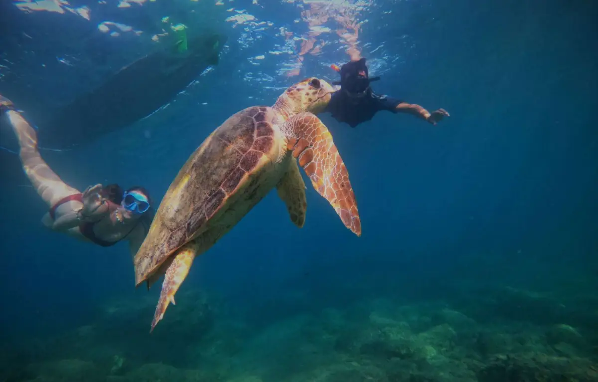 Marathonisi (Turtle Island) Sup Noon Experience