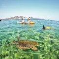 Marathonisi (Turtle Island) Sup & Snorkeling Sunrise Experience