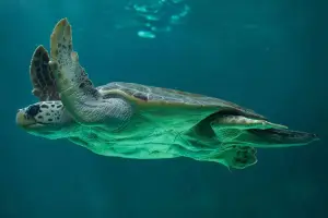 3 Hours Cruise to Marathonisi - Caretta Caretta from the Port of Zakynthos