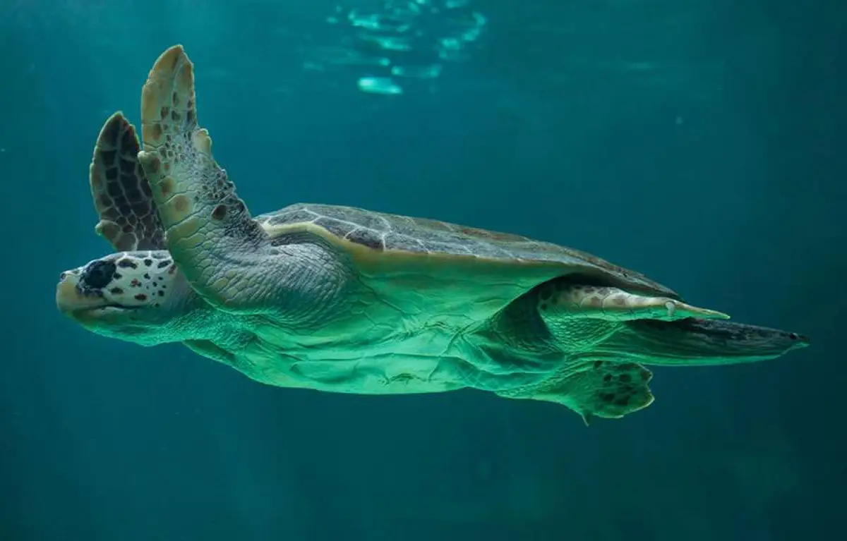 3 Hours Cruise to Marathonisi - Caretta Caretta from the Port of Zakynthos