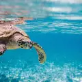 Turtle Spotting, Turtle Island, Keri Caves & Myzithres