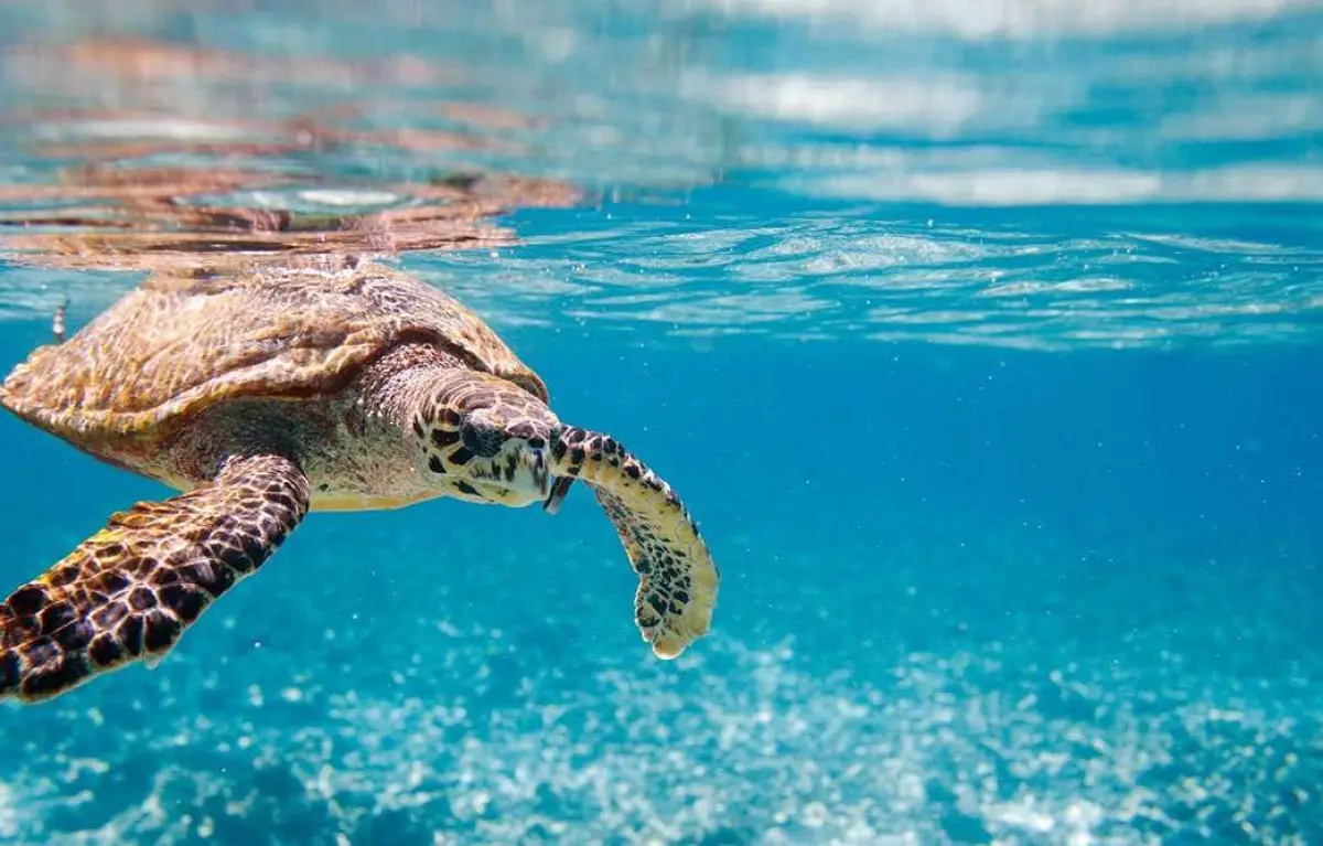 Turtle Spotting, Turtle Island, Keri Caves & Myzithres